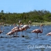 flamingo_pink_wc_h_0351_tci0351.jpg